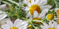 بابونه کوهی
