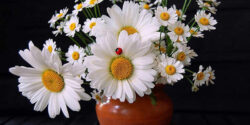 بابونه برای مو
