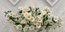 فواید بابونه دم کرده و خواص دمنوش بابونه برای لاغری