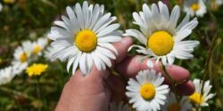 فواید بابونه برای رحم