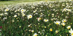 خواص بابونه برای باردار شدن