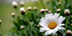 خواص بابونه و لاغری