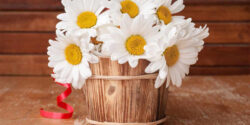 خواص گل بابونه برای چاقی