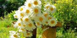 طریقه مصرف گل بابونه