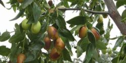 فواید عناب برای پوست