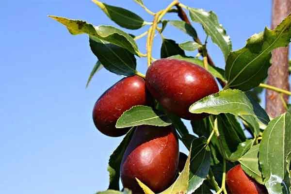 
خواص عناب برای سودا
خواص پونه دکتر خیراندیش
خواص دمنوش عناب برای مردان
خواص دمنوش عناب و میخک
خواص چای سیاه با عناب
خواص عناب تبریزیان
خواص عناب برای زنان
خواص عناب برای مردان