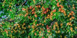 خواص برگ عناب برای لاغری و چگونگی مصرف عناب برای لاغری