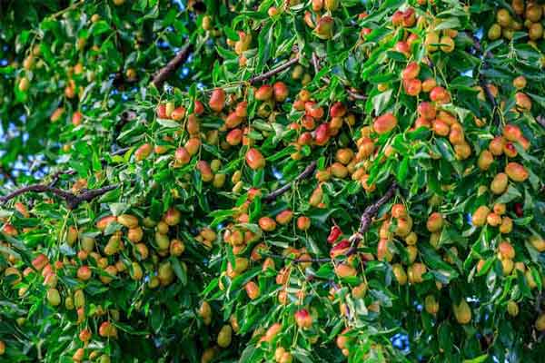 چگونگی مصرف عناب برای لاغری خواص عناب برای لاغری نی نی سایت طرز تهیه دمنوش عناب برای لاغری عناب چاق کننده است نی نی سایت بهترین زمان مصرف عناب برای لاغری عناب برای چاقی صورت حبه عناب برای لاغری خواص برگ عناب برای مو