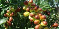 خواص دمنوش عناب برای کبد