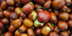 مضرات عناب نارس